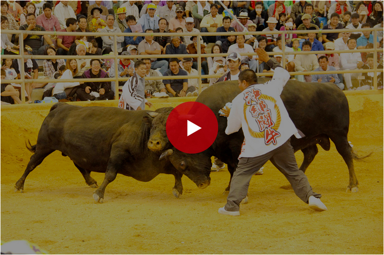 bullfighting-movie-mod