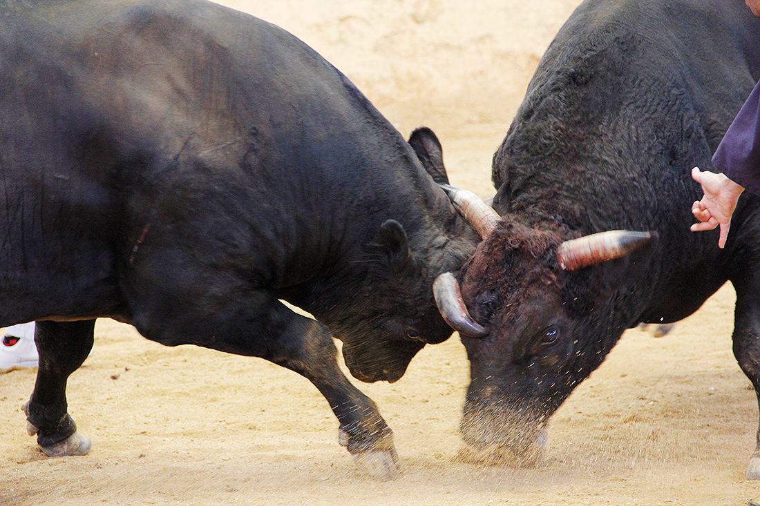 bullfighting001