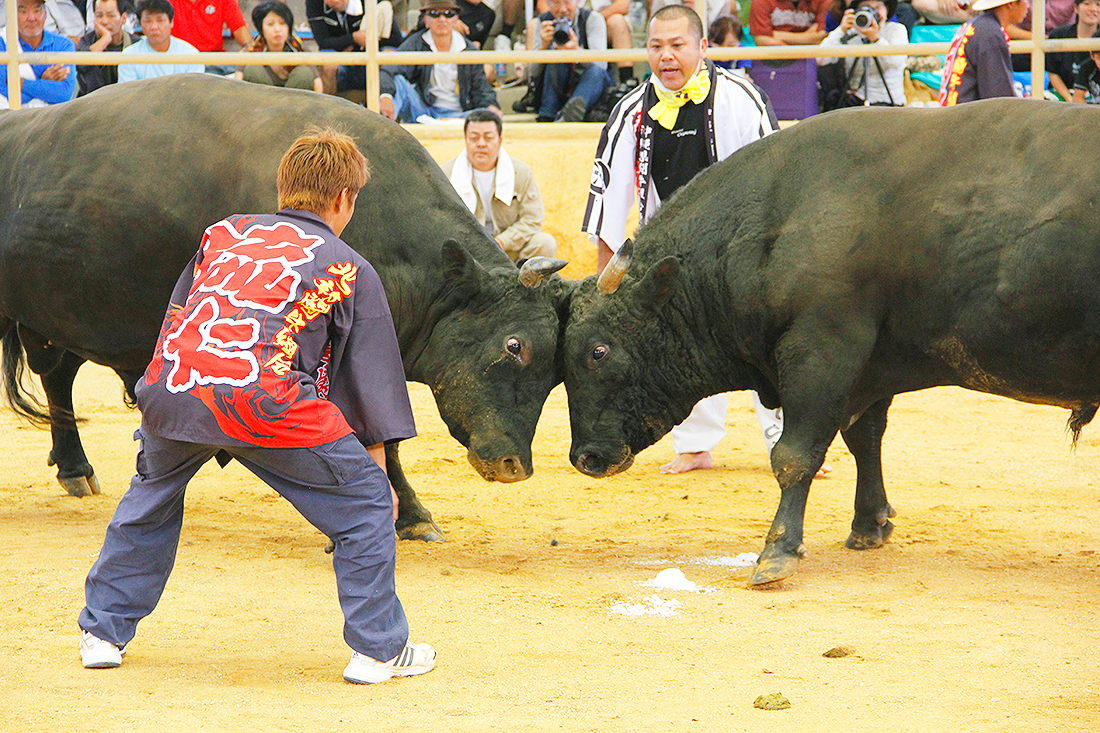 bullfighting005