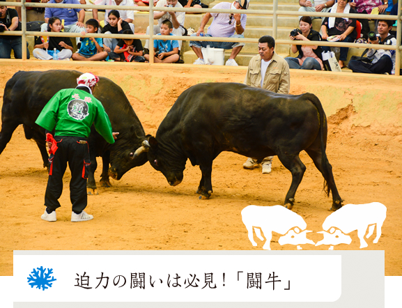 homepage-bullfight
